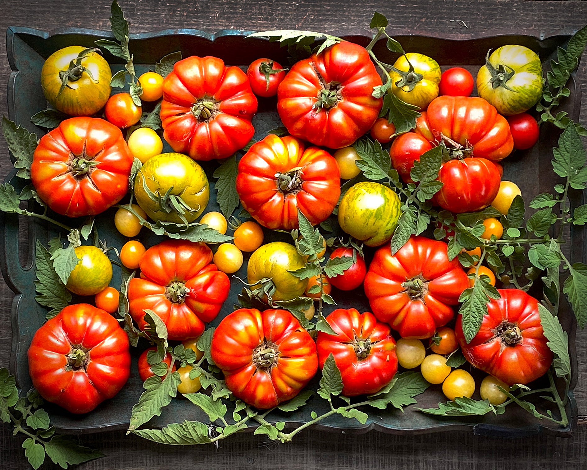 Tomato Palooza